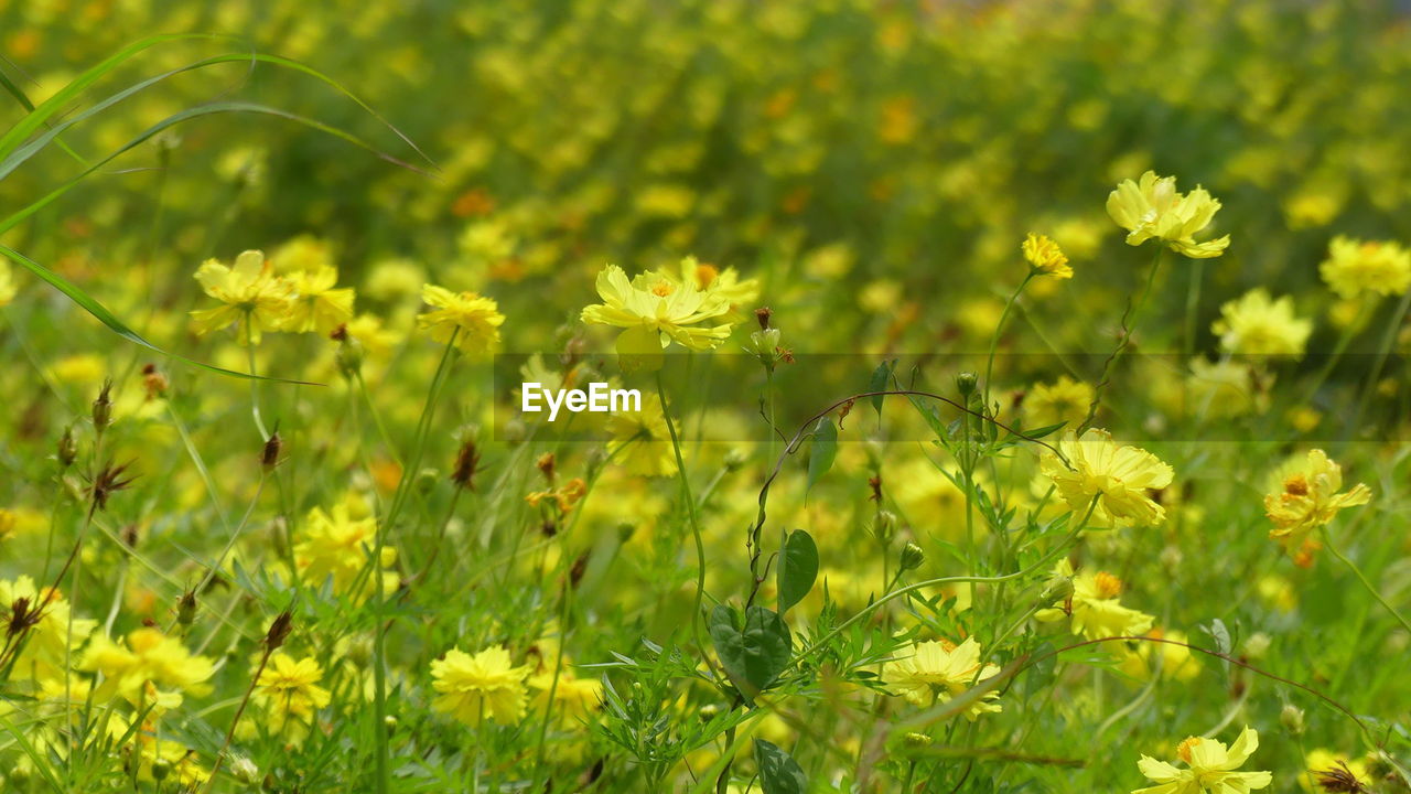 YELLOW FLOWERS ON FIELD