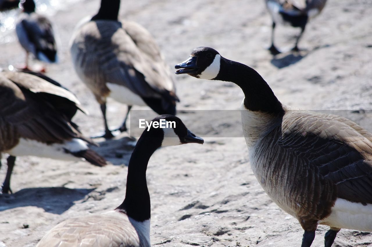 Close-up of canada geese perching at beach during sunny day