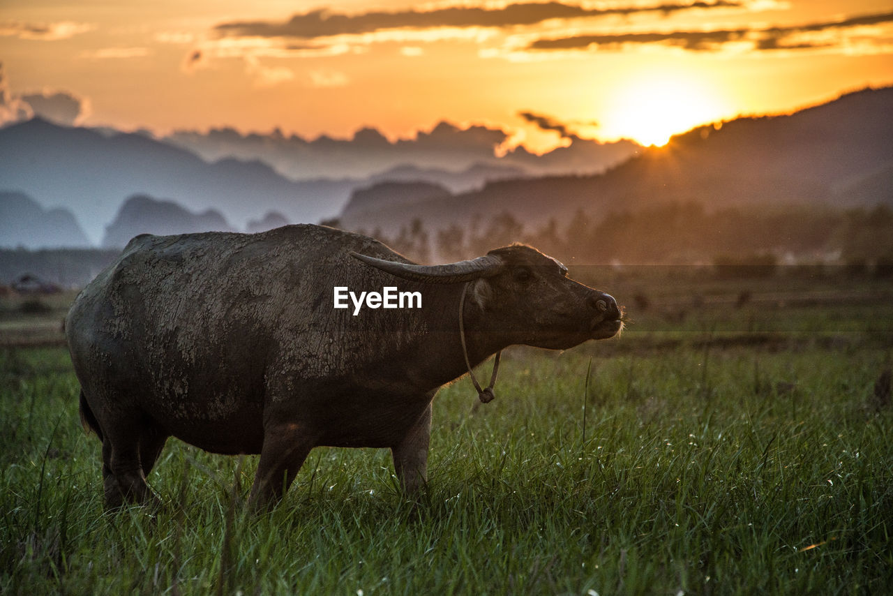 Water buffalo at sunset