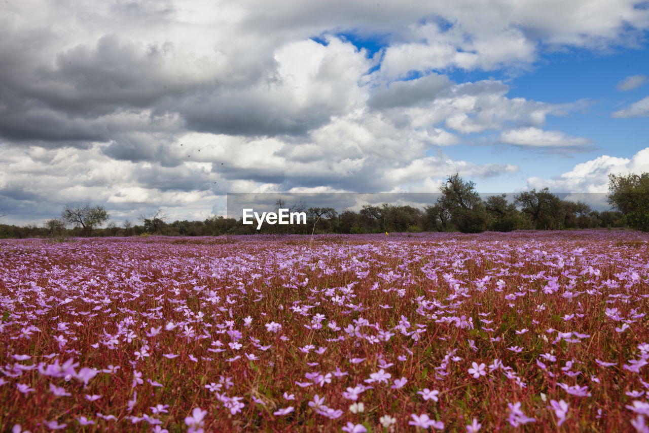 SCENIC VIEW OF PINK FLOWERING PLANTS AGAINST SKY