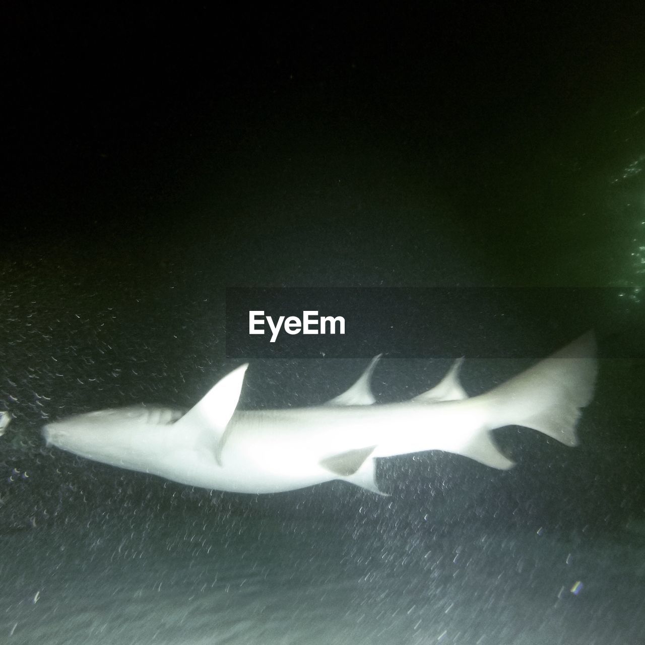 CLOSE-UP OF FISH SWIMMING UNDERWATER