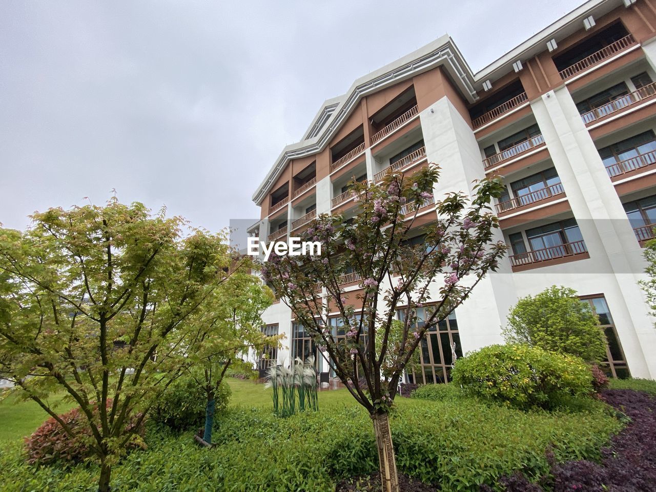 LOW ANGLE VIEW OF TREE BY BUILDING