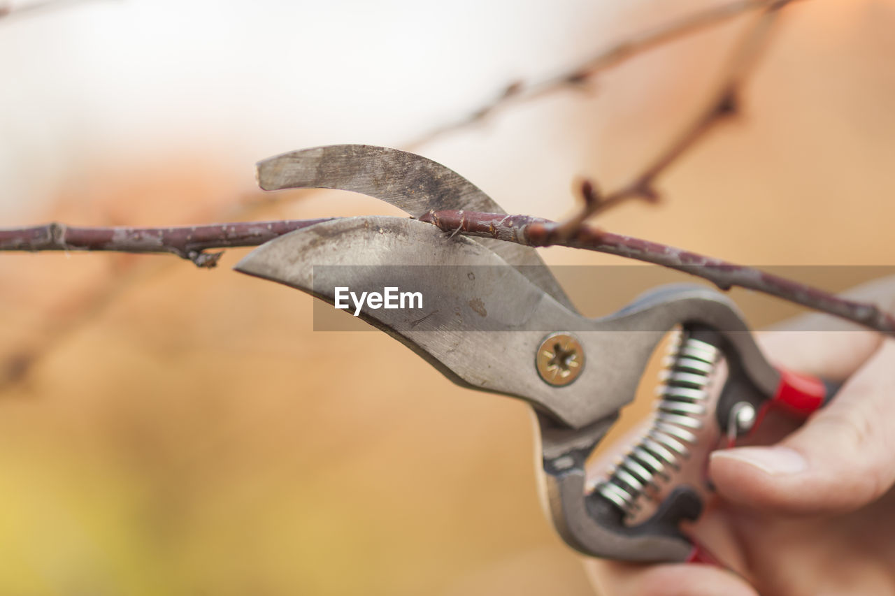 Cropped hand cutting branches with pliers