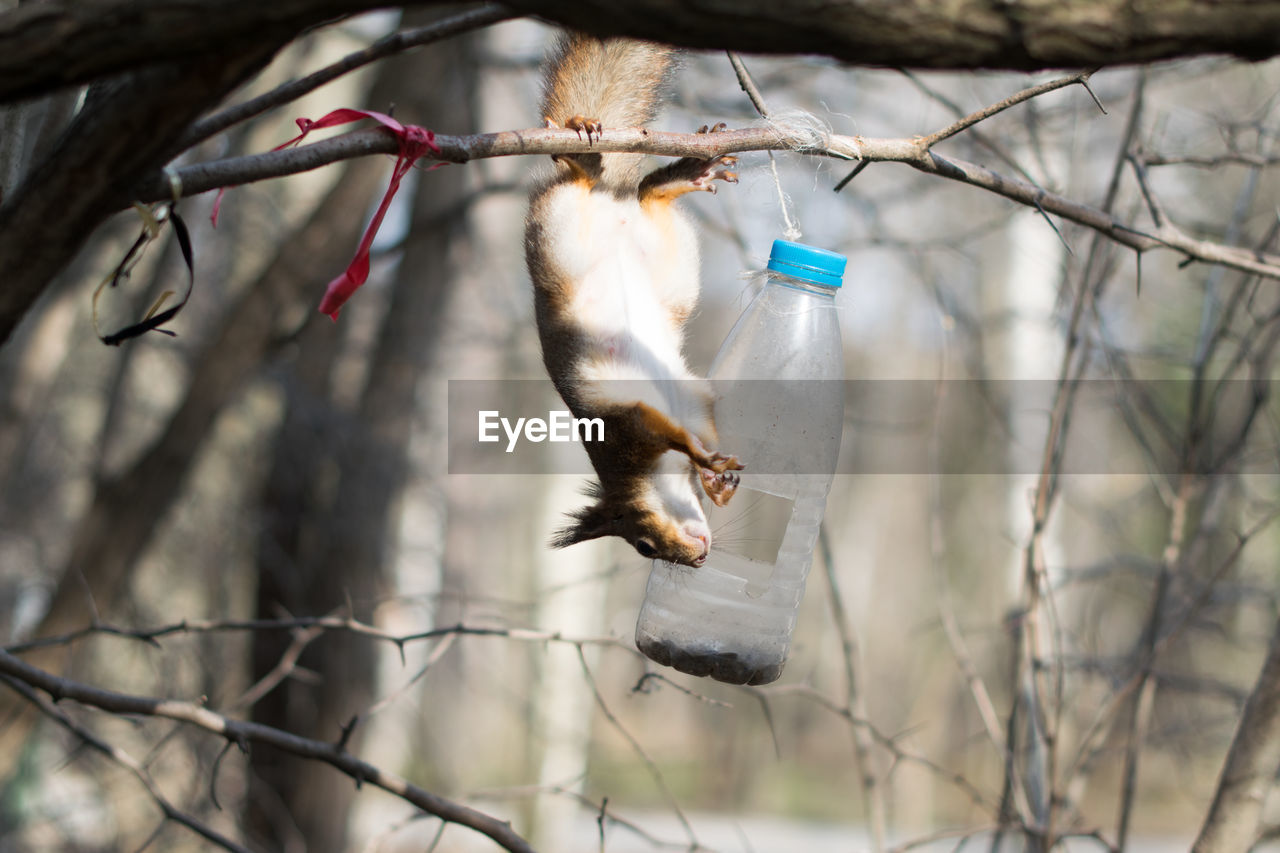 Squirrel on tree