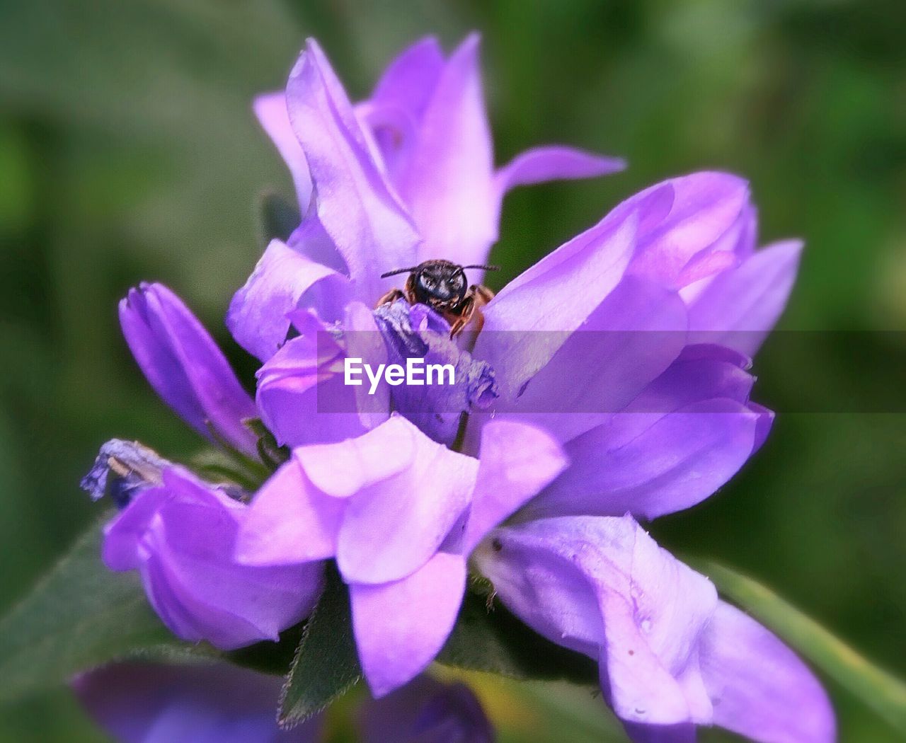 Close-up of insect on purple flower