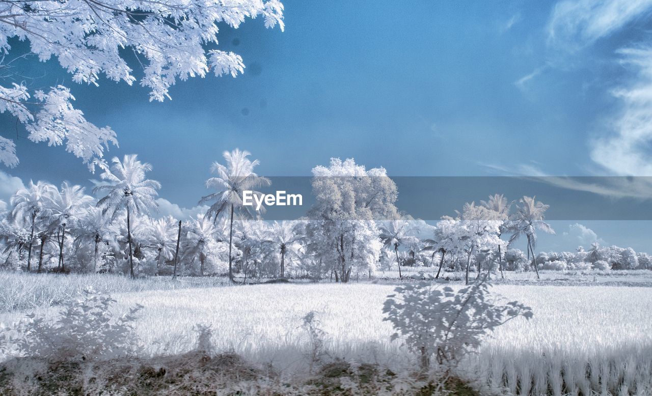 SNOW COVERED TREES ON LANDSCAPE