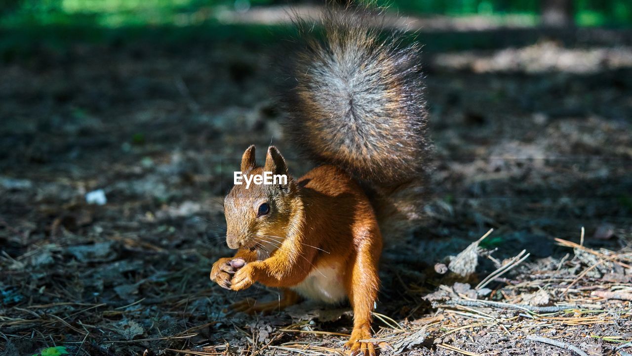 VIEW OF SQUIRREL ON FIELD