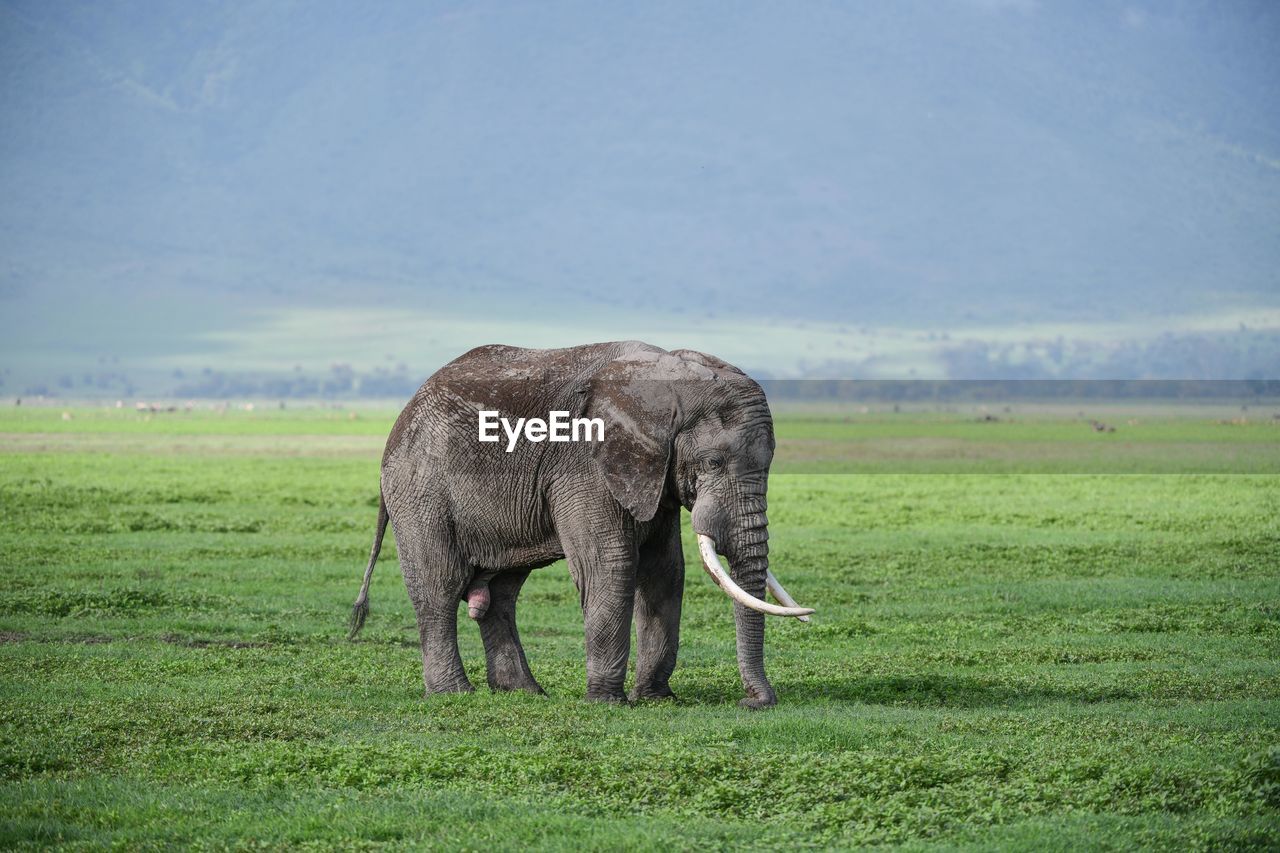 FULL LENGTH OF ELEPHANT IN FIELD