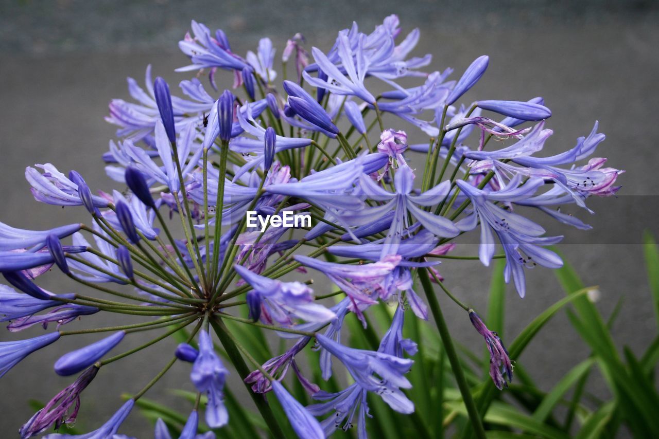 Close-up of purple flowers blooming outdoors