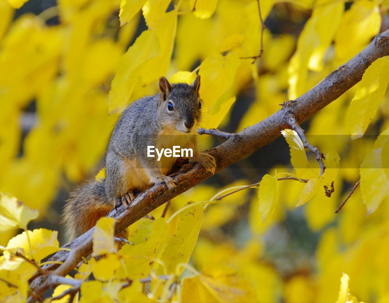 animal, animal themes, animal wildlife, squirrel, yellow, branch, one animal, mammal, wildlife, tree, nature, plant, rodent, no people, cute, chipmunk, outdoors, autumn, plant part, land, leaf, forest, eating, flower