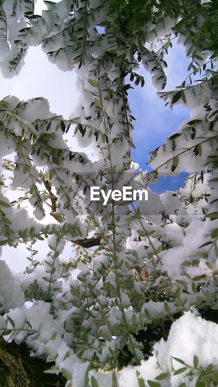 LOW ANGLE VIEW OF TREES AGAINST THE SKY