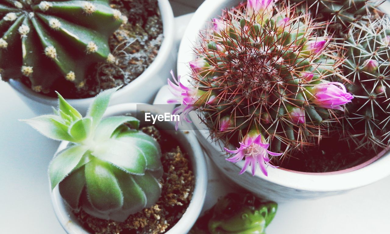 High angle view of potted cactuses on table