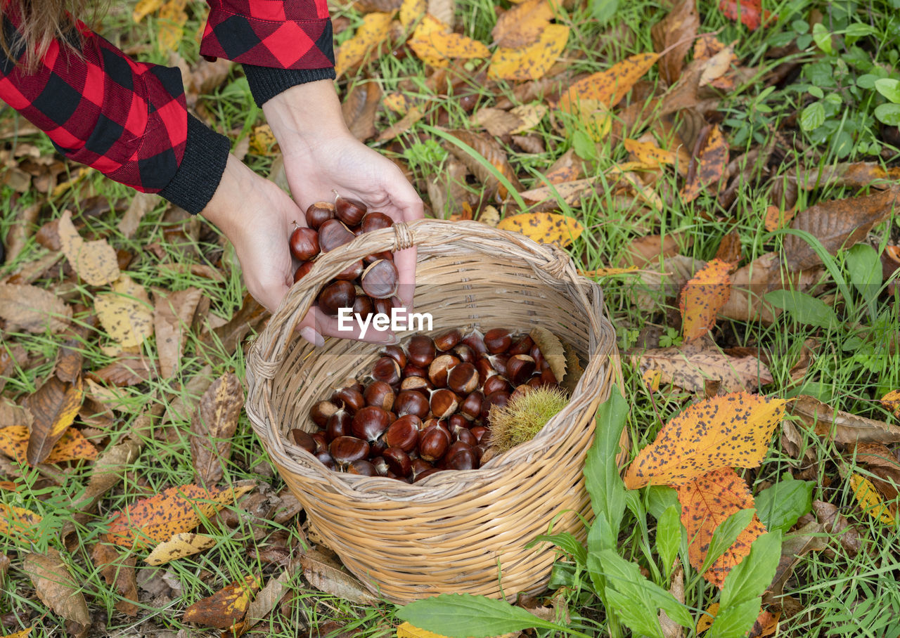 HIGH ANGLE VIEW OF BERRIES IN BASKET