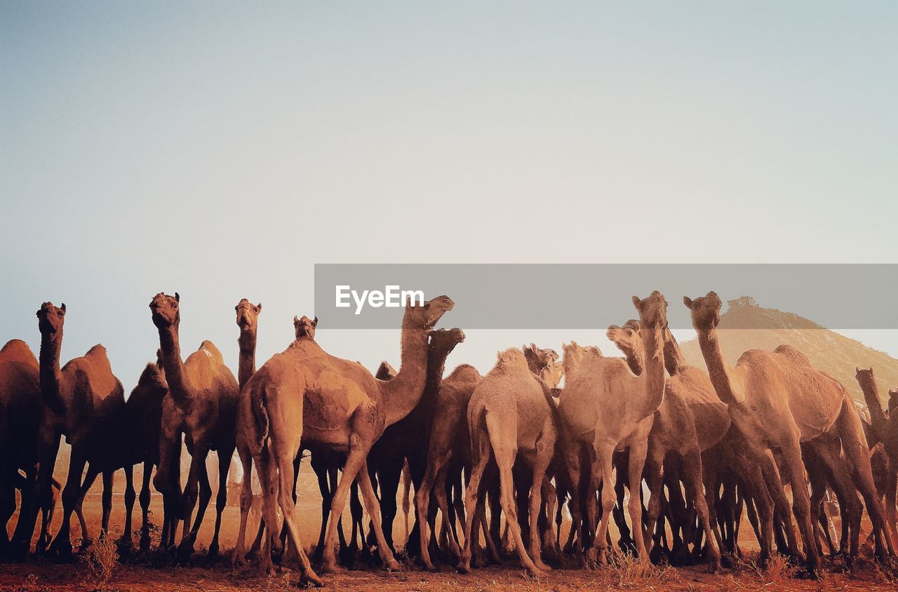 Camels standing at desert against clear sky