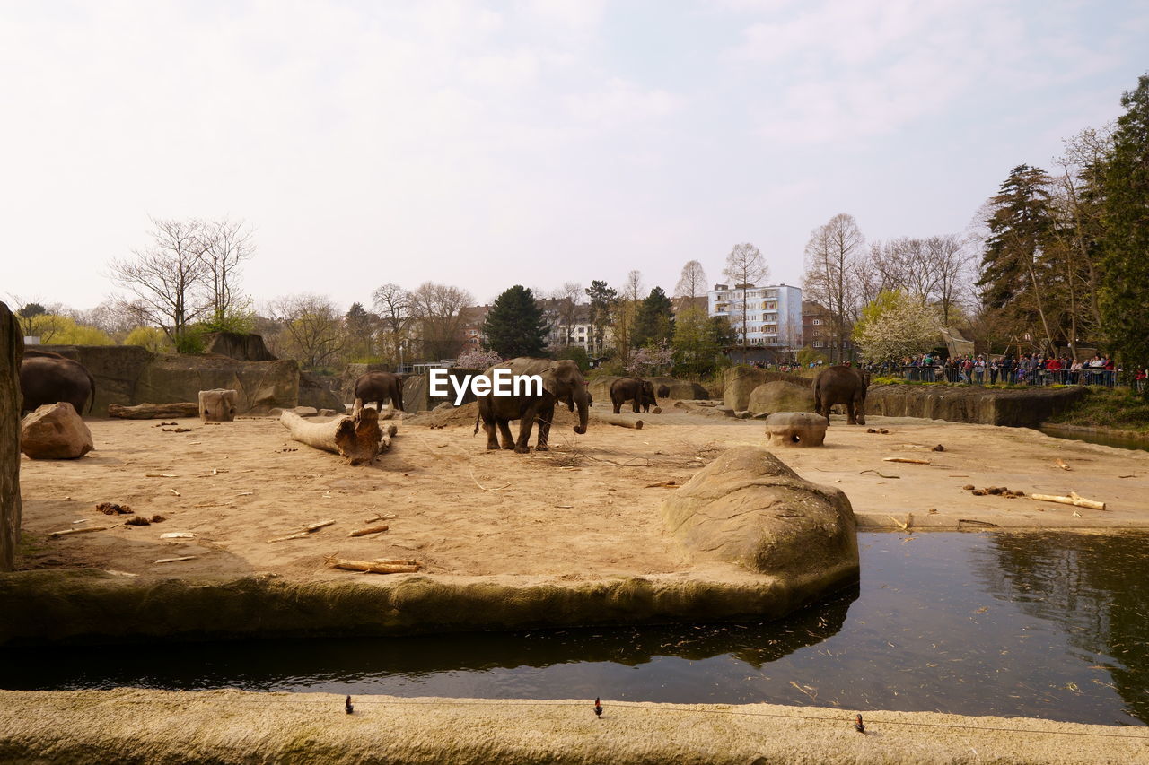 VIEW OF HORSES ON THE SHORE