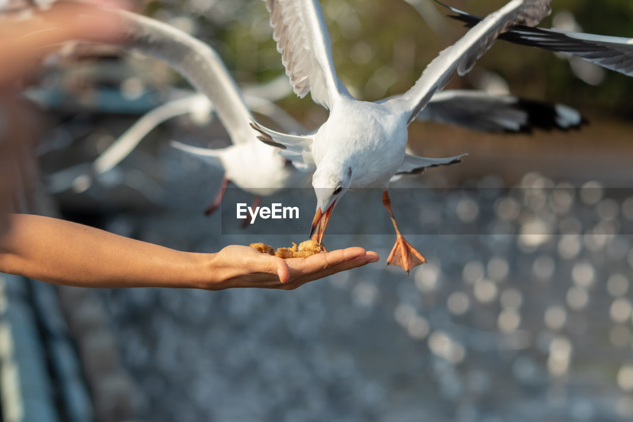 Cropped hand of woman feeding seagull outdoors