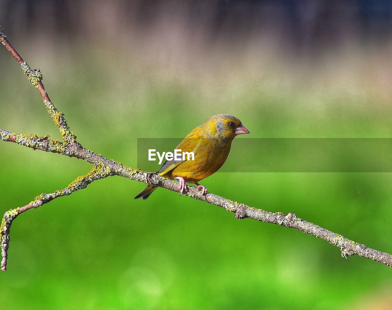 Close-up of bird perching on branch