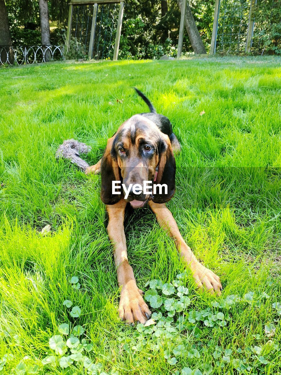 PORTRAIT OF DOG ON GRASS