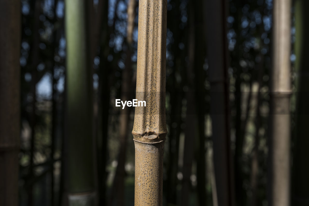 CLOSE-UP OF BAMBOO ON METAL STRUCTURE