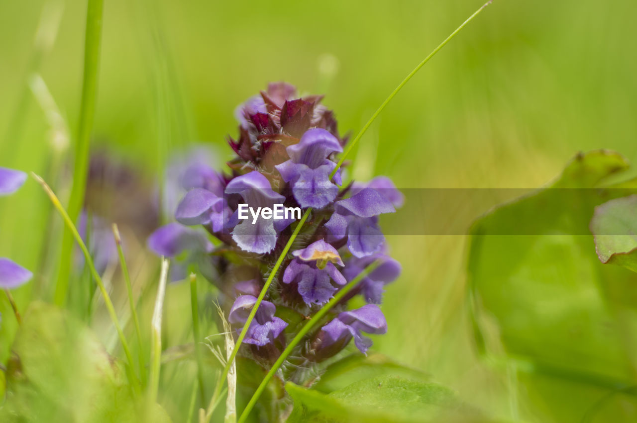 Close-up of purple flowering plants