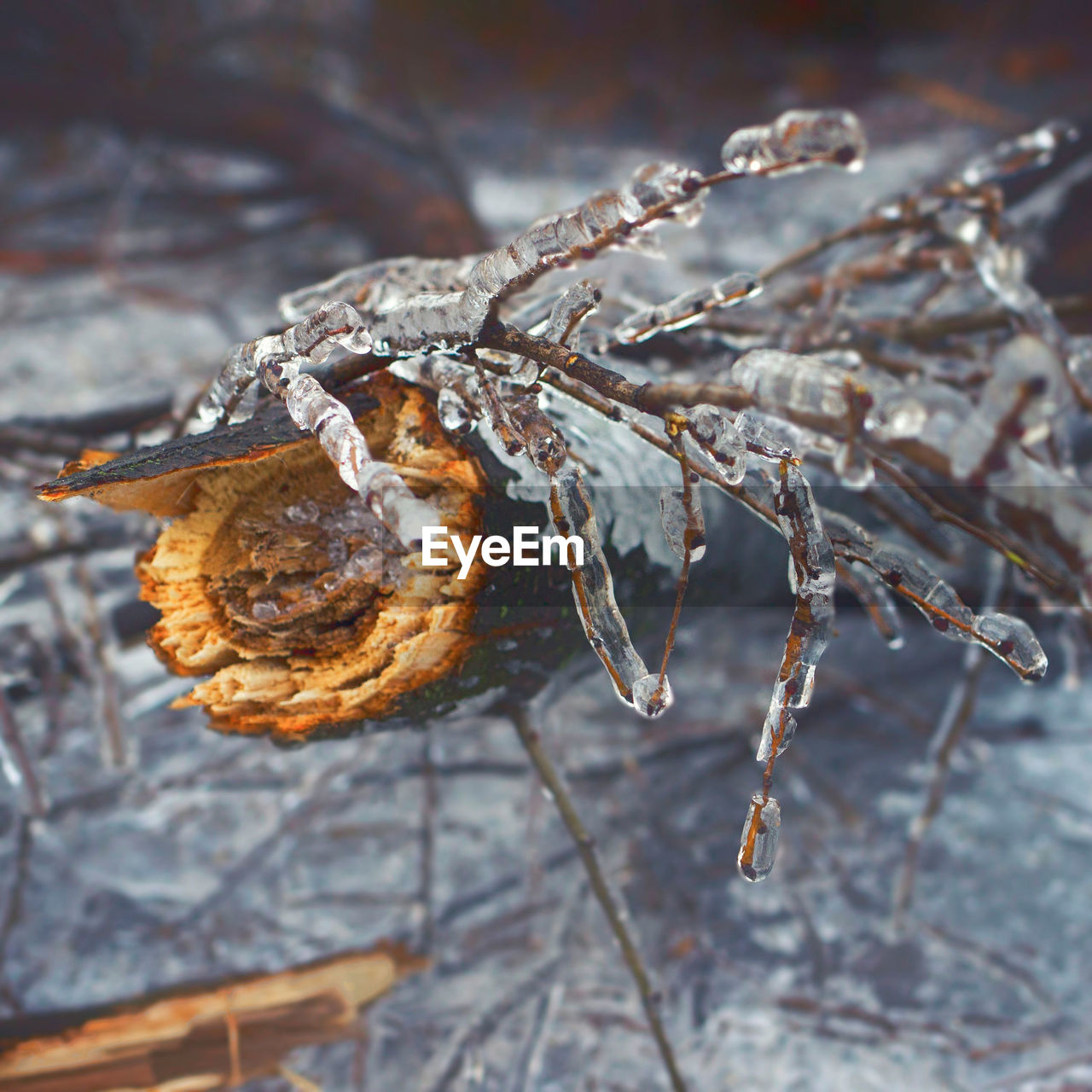 Close-up of frozen plants during winter