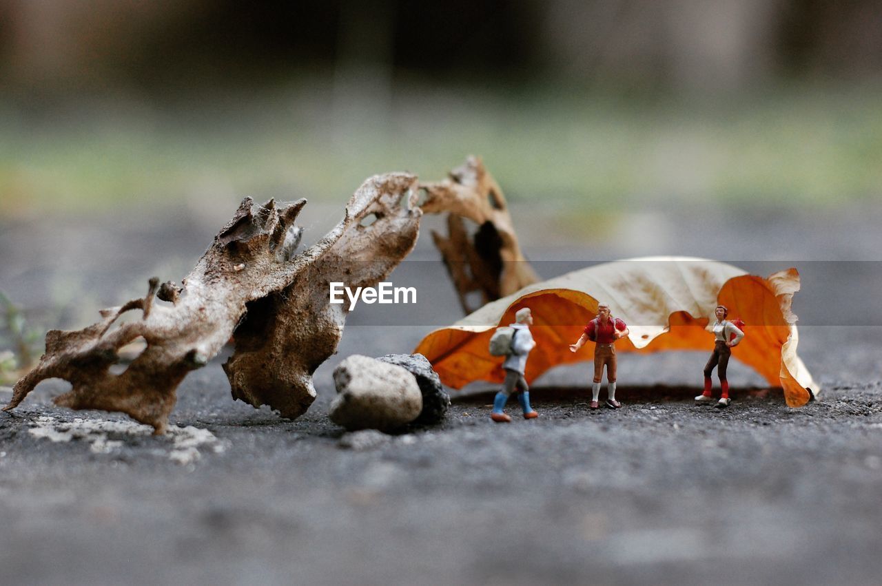 Close-up of figurines against leaf