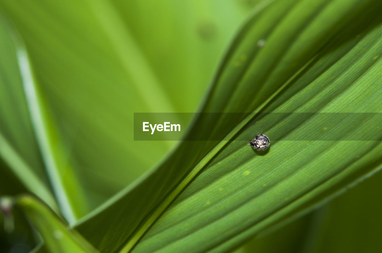 High angle view of insect on plant