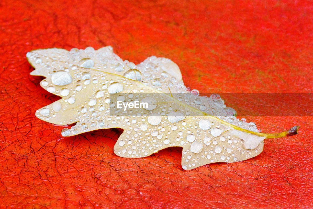 Close-up of wet oak leaf on orange table