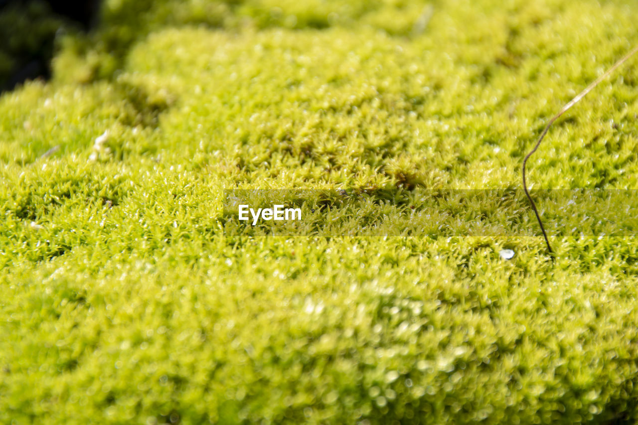 CLOSE-UP OF GRASS ON FIELD