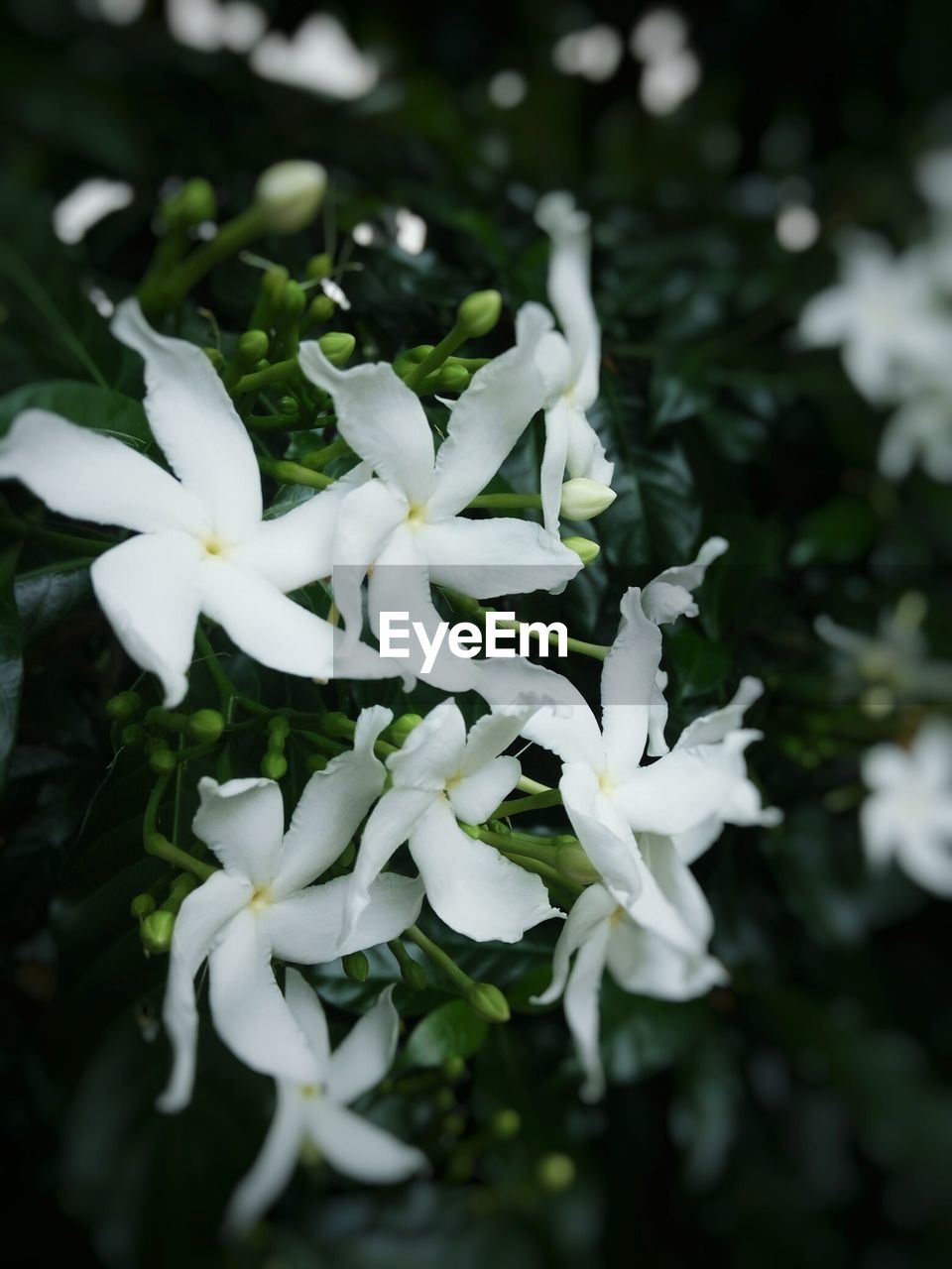 CLOSE-UP OF WHITE FLOWERS BLOOMING OUTDOORS