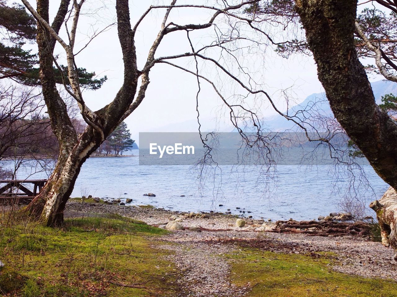 View of trees on landscape against calm sea