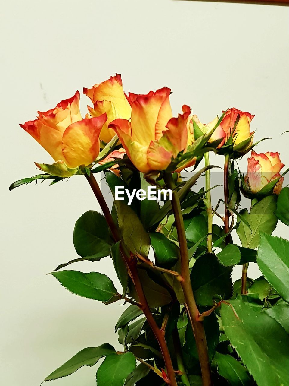 CLOSE-UP OF FLOWERS BLOOMING AGAINST CLEAR SKY
