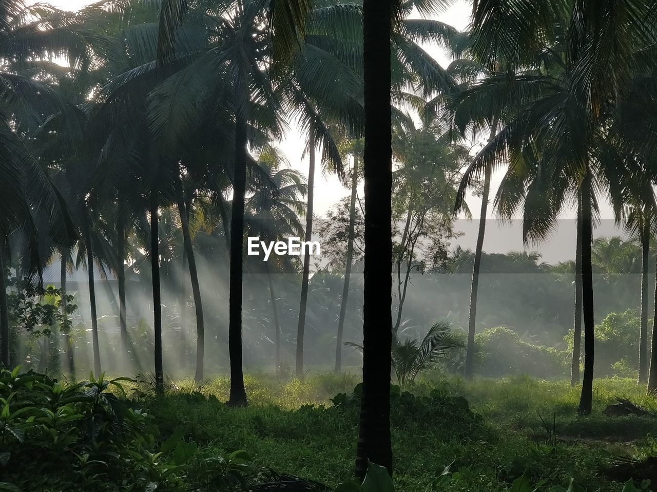 Coconut palm trees in field against sky