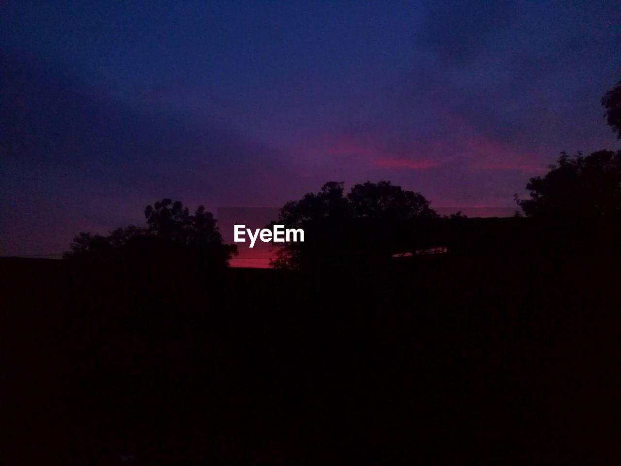 SILHOUETTE OF TREES AT NIGHT