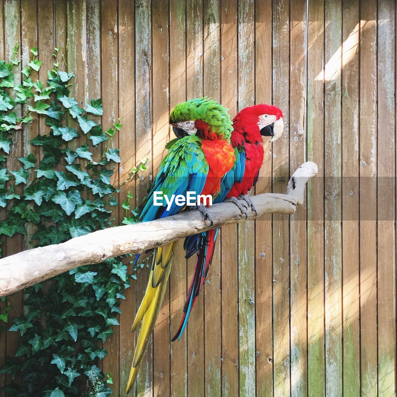 View of parrot perching on wood