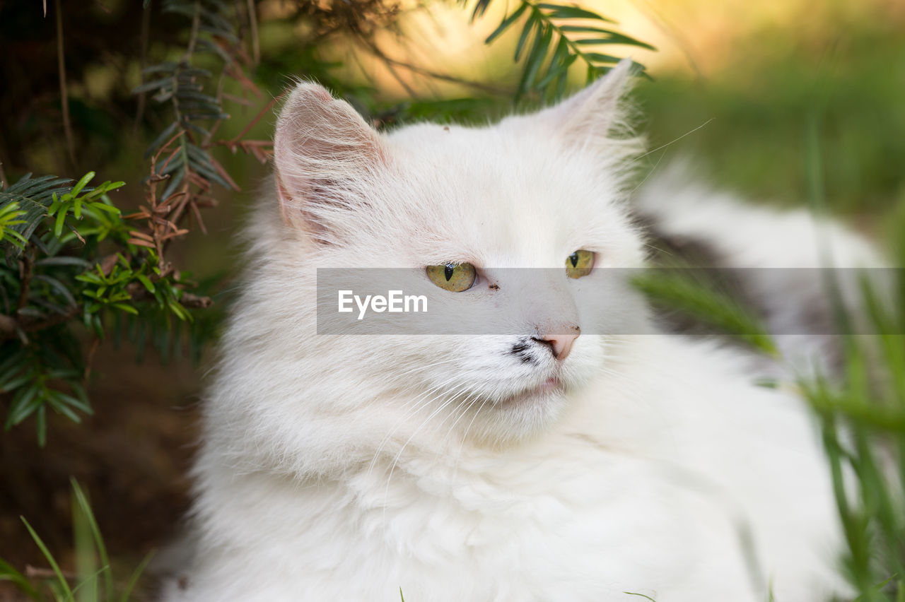 Close-up portrait of white cat by plants