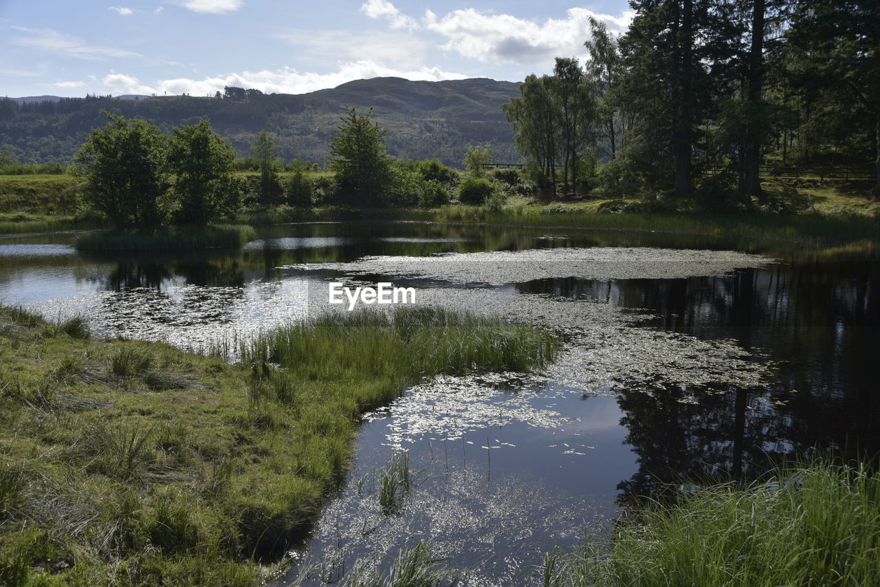 water, plant, wilderness, tree, reflection, scenics - nature, beauty in nature, lake, nature, body of water, sky, tranquility, environment, forest, landscape, no people, tranquil scene, land, mountain, non-urban scene, cloud, grass, stream, natural environment, reservoir, day, travel destinations, pine tree, pinaceae, coniferous tree, pine woodland, outdoors, green, travel, mountain range, wetland, tourism, growth, remote