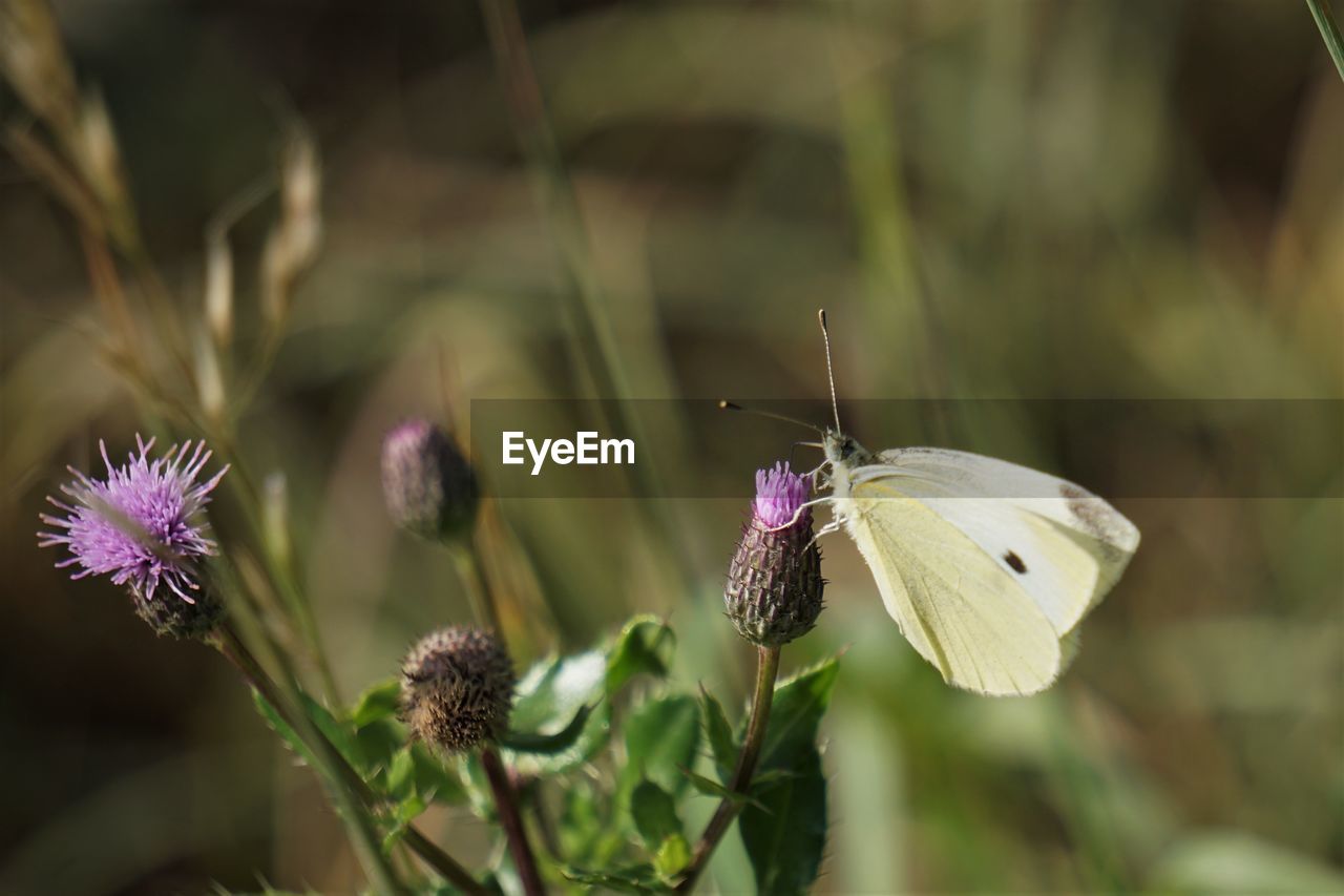 Close-up of butterfly pollinating on purple flower