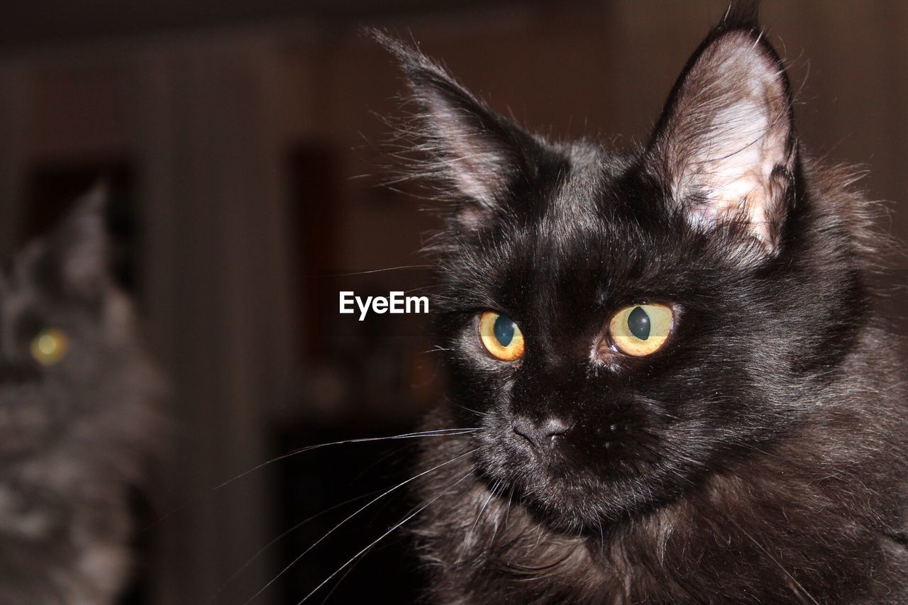 CLOSE-UP PORTRAIT OF BLACK CAT ON HOME