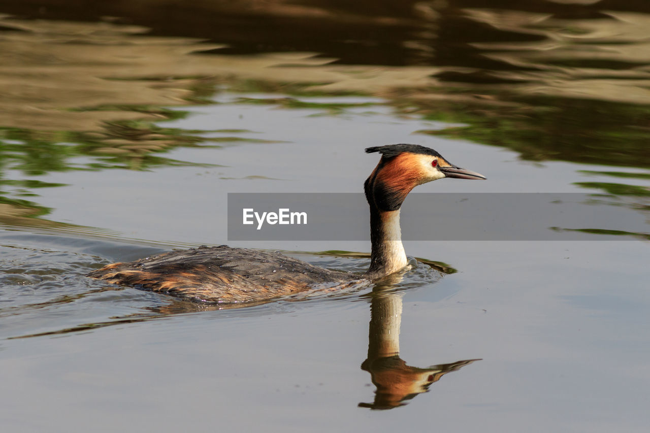 DUCK SWIMMING ON LAKE