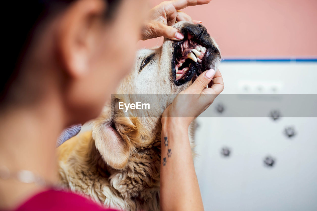 Back view of blur female veterinarian in uniform examining teeth of golden retriever dog in modern veterinarian clinic during work