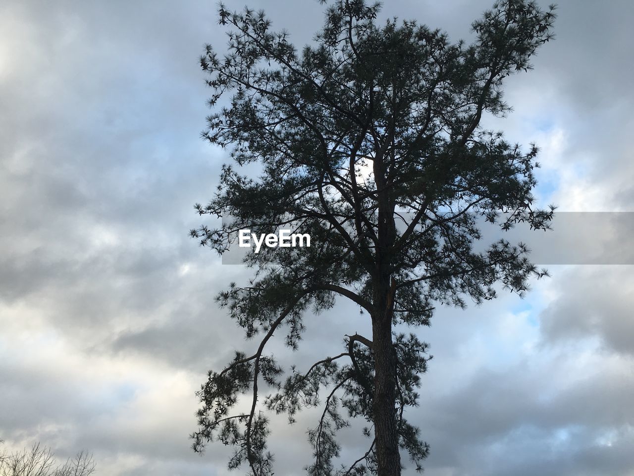 Low angle view of tree against sky