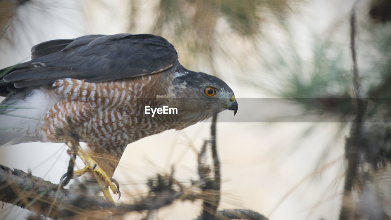 CLOSE-UP OF OWL PERCHING ON BRANCH