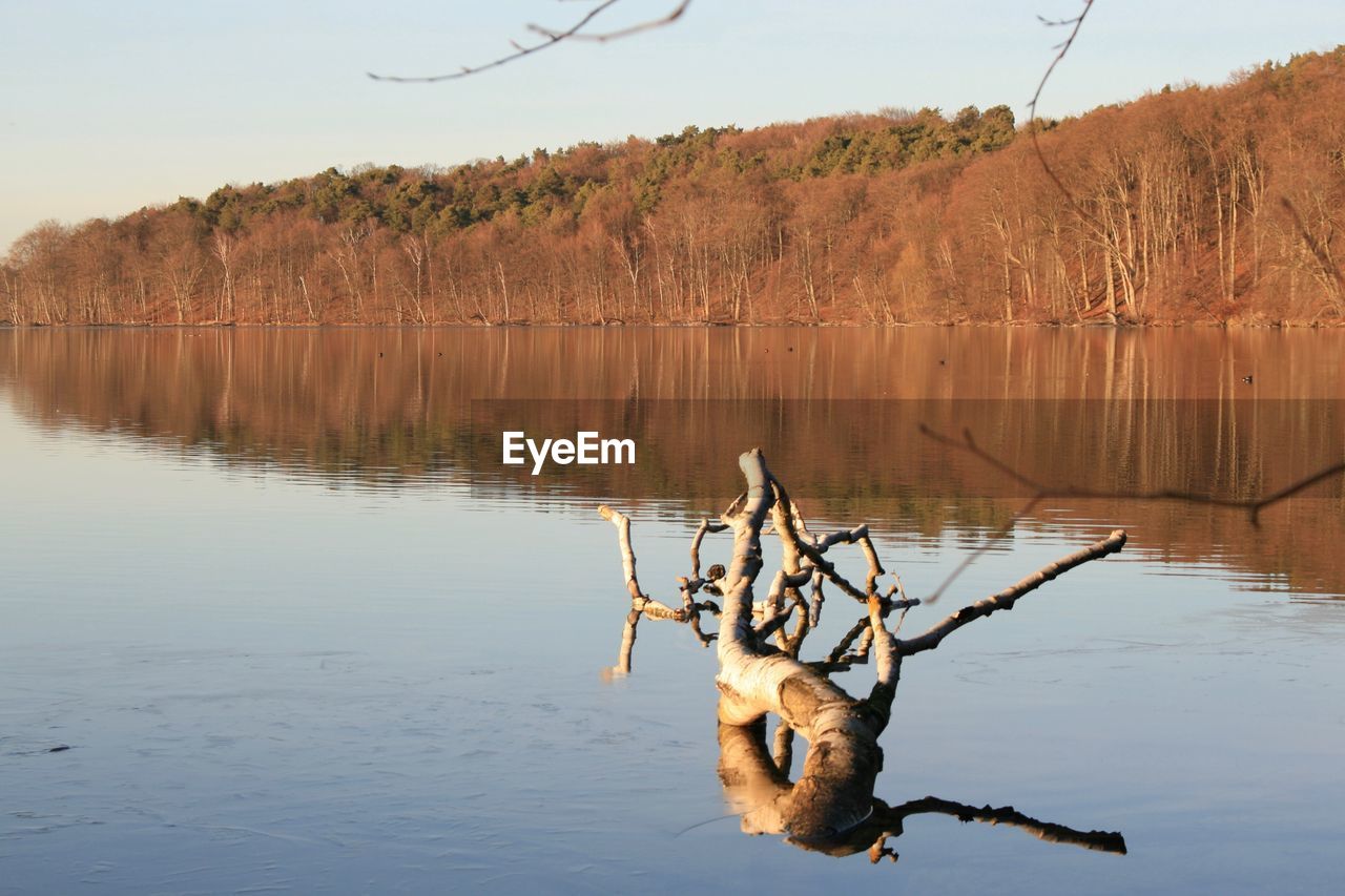 VIEW OF A DUCK IN LAKE