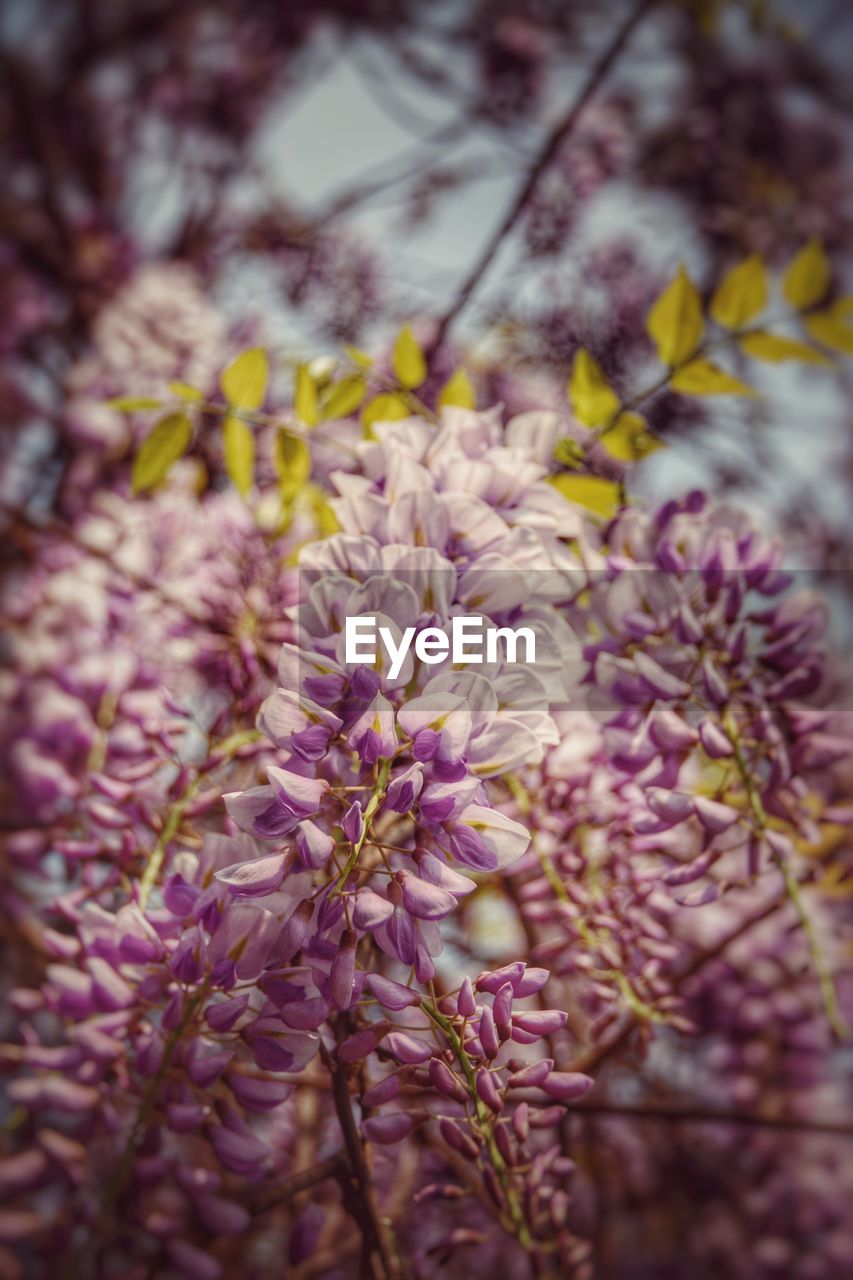 CLOSE-UP OF PURPLE FLOWERS BLOOMING