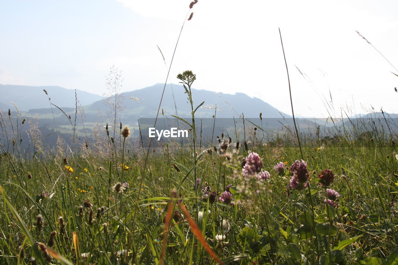 Scenic view of flowering plants on field against sky