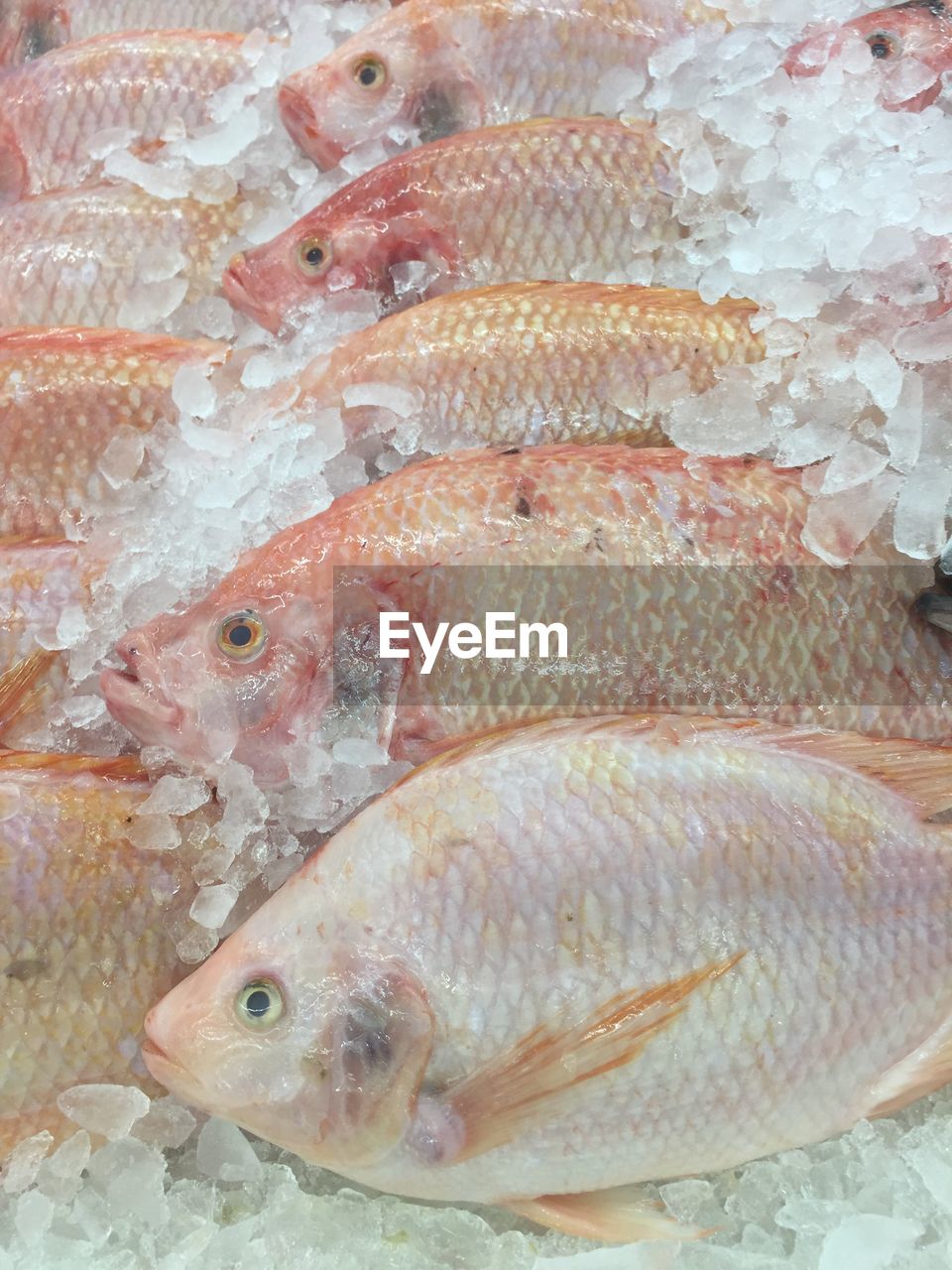 Close-up of fish for sale in market