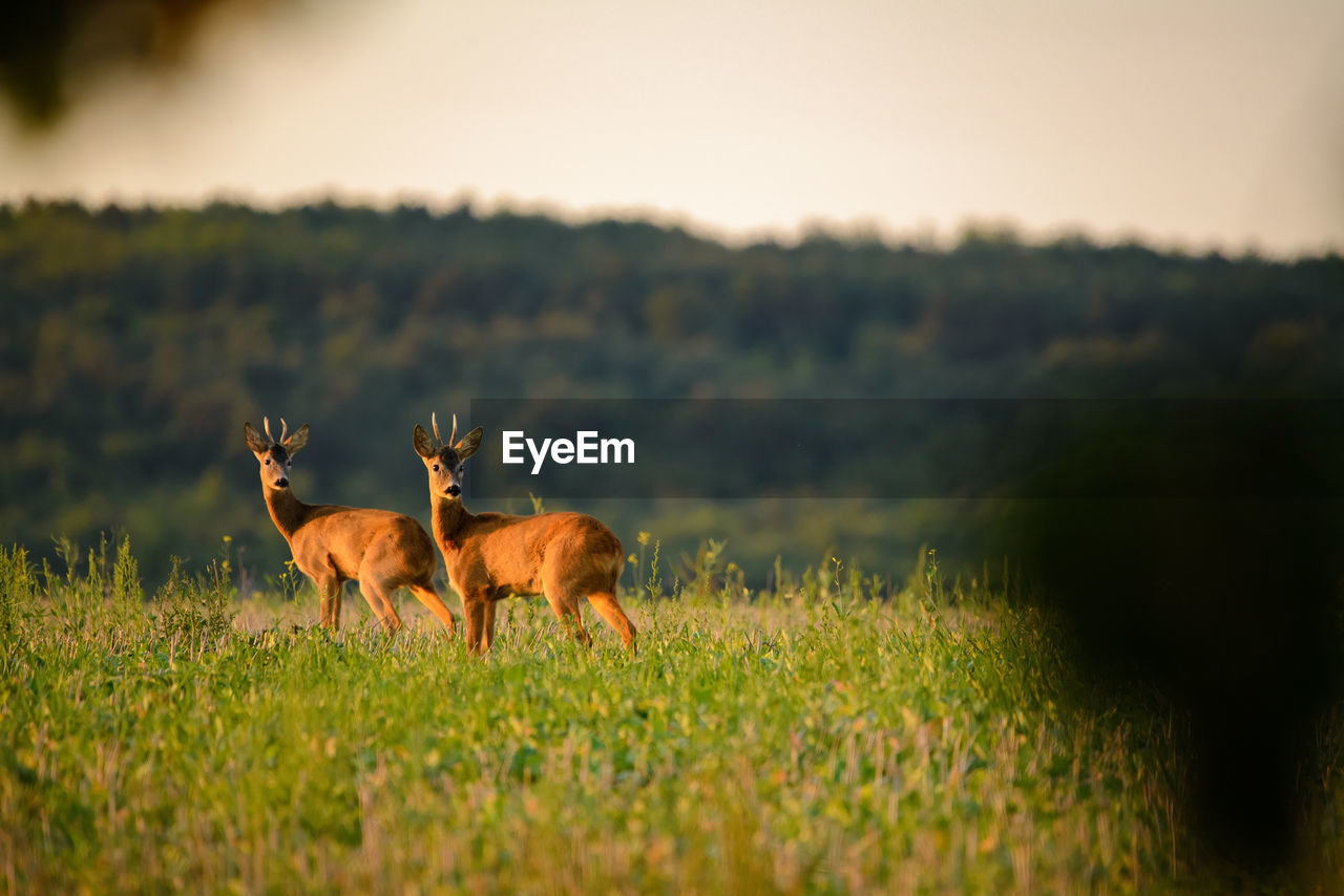 DEER ON FIELD