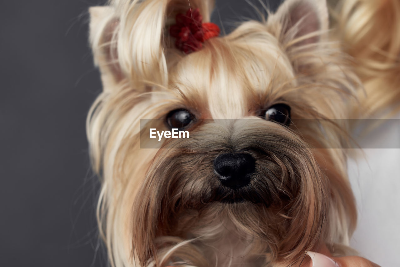 CLOSE-UP PORTRAIT OF DOG WITH MOUTH OPEN