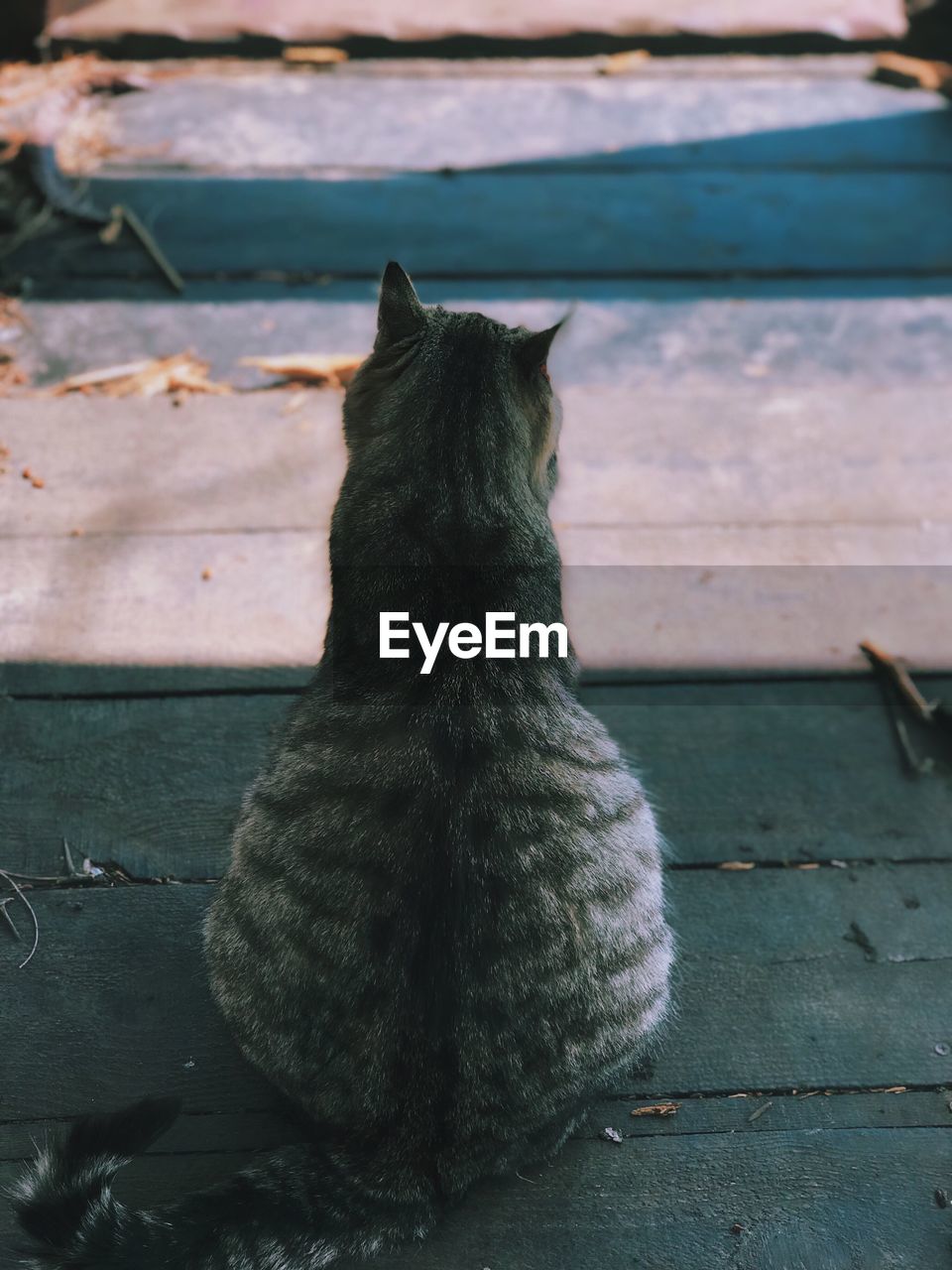 REAR VIEW OF CAT SITTING ON FLOOR